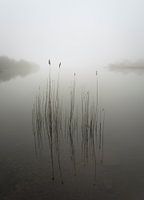 Les roseaux dans la brume