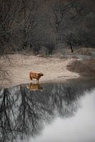 Le Highlander écossais pensif