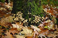 Magical autumn composition near Hoenderloo