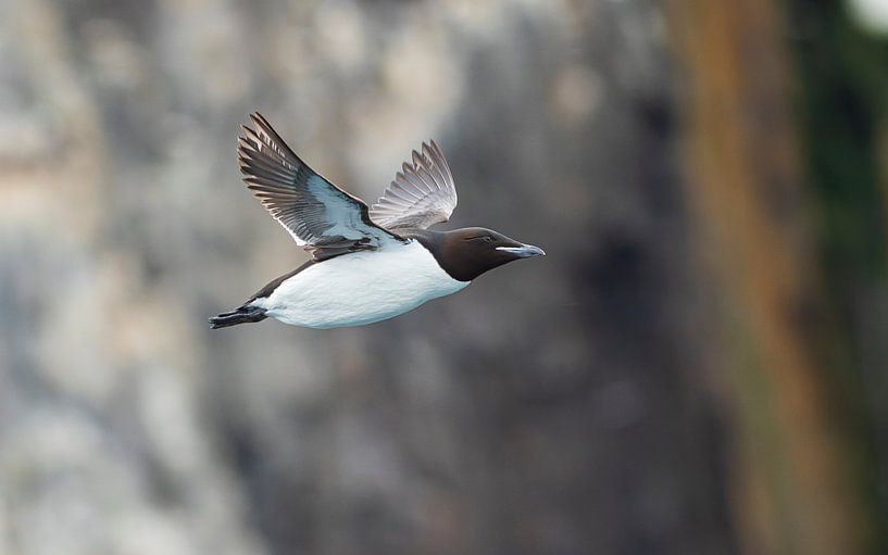 Dickschnabellumme im Flug von Lennart Verheuvel