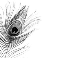 Peacock feather black and white