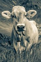 Cow on the mountain pasture in Switzerland - Monochrome