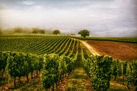 Weingut Südfrankreich