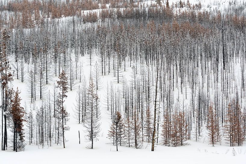 Dead forest in snow... Grand Teton National Park *USA* by wunderbare Erde