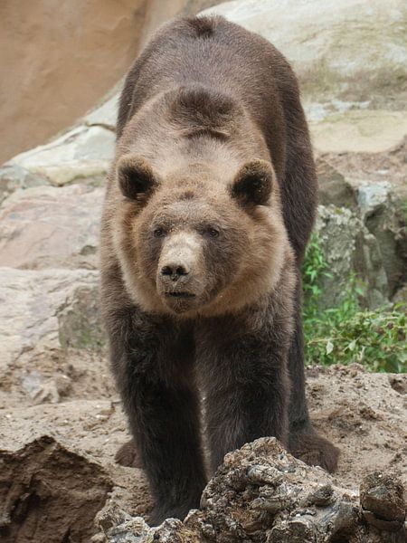 Braunbär : Tierpark Amersfoort von Loek Lobel