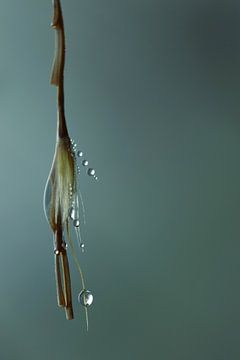 Dewdrops