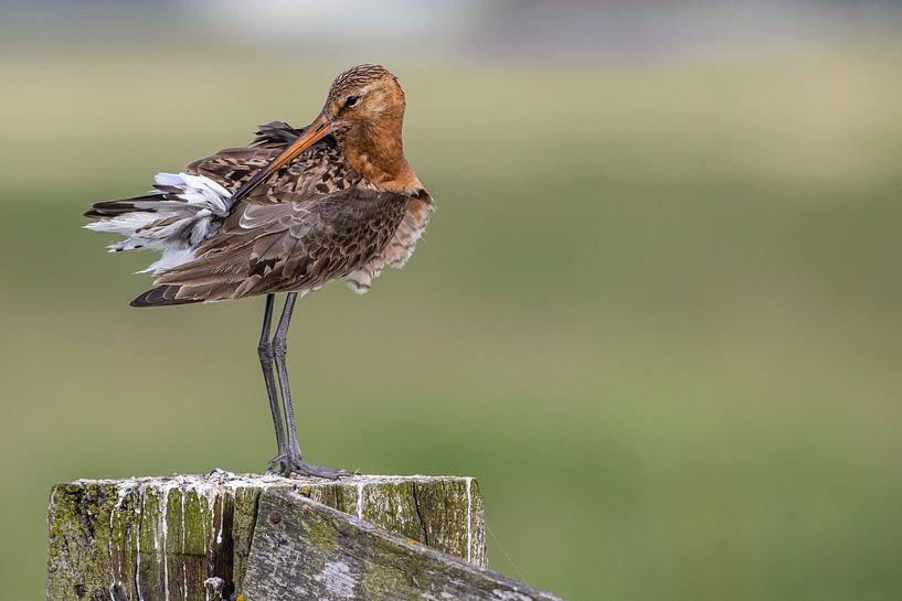 Black-tailed godwit waxing by Thijs Schouten