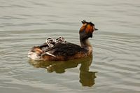 Junge Haubentaucher auf einem Ausflug