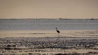 Lone heron.
