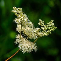 Meadowsweet