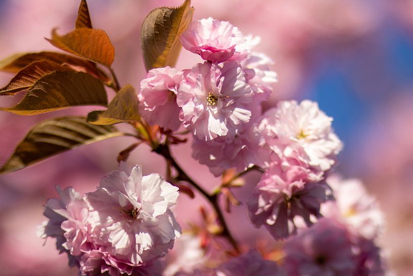 Verträumte rosa Blüte mit Blatt von thomaswphotography