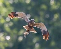 Tegenlicht in beweging