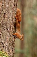 Rotes Eichhörnchen vertikal