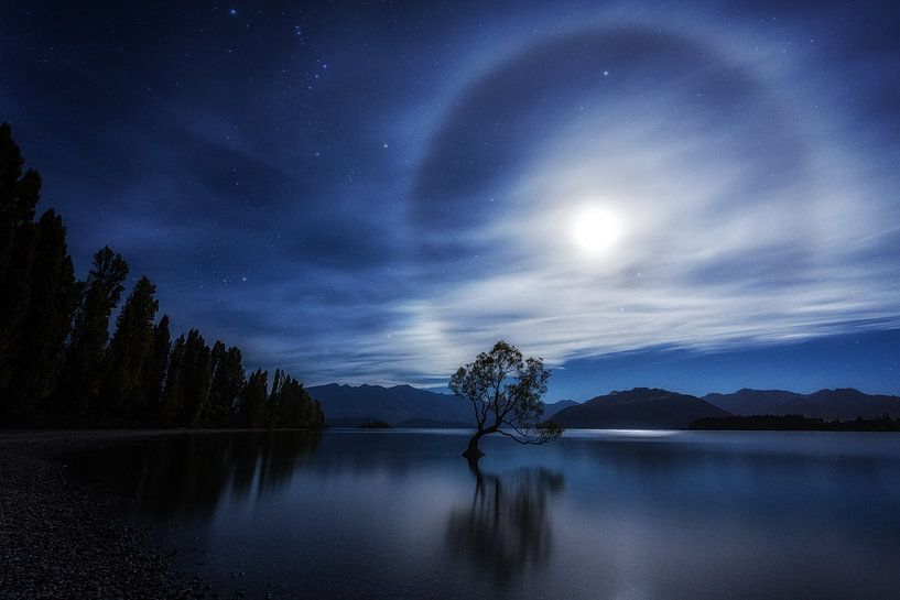 Der Wanaka-Baum bei Nacht von Cho Tang