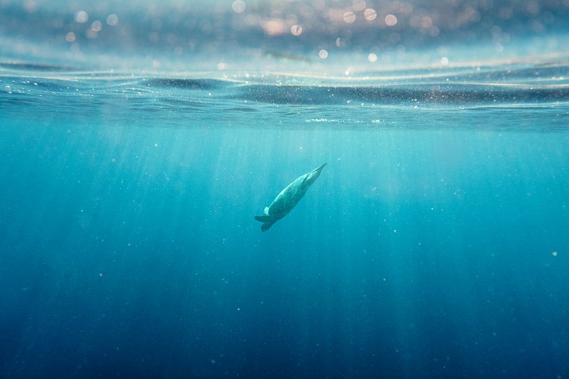 Une plongée dans les profondeurs par Jonathan Krijgsman