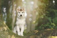 Malamute-Welpe im Zauberwald