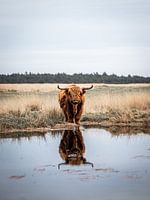 reflétant le highlander écossais sur le veluwezoom