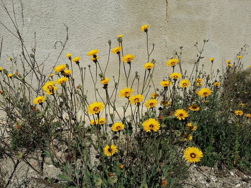 Yellow wall sunshine flowers van Karen Bos