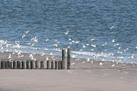 Mouettes en zélande sur la plage