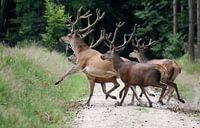 Edelherten aan de wandel