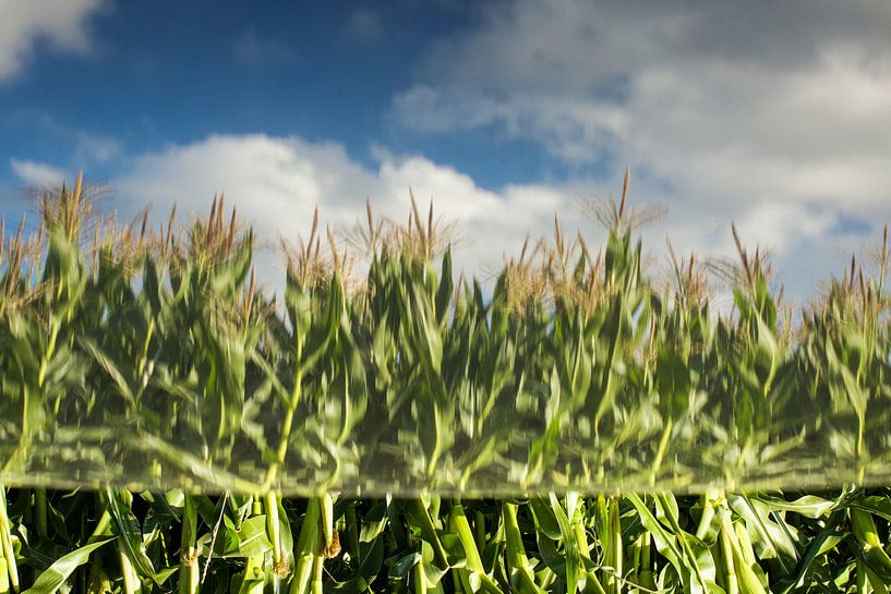 Upside down. by Kathy Orbie