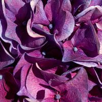 BERLIJN Bloemen - heerlijk paars