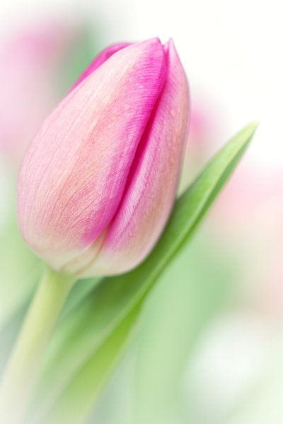 Ich bin definitiv in der Stimmung... (Blumentulpe) von Bob Daalder