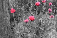 Klaprozen zwart/wit met kleur