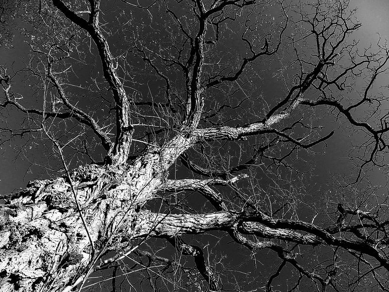 Arbre artistique par Jessica Berendsen