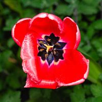 Red tulip with green background