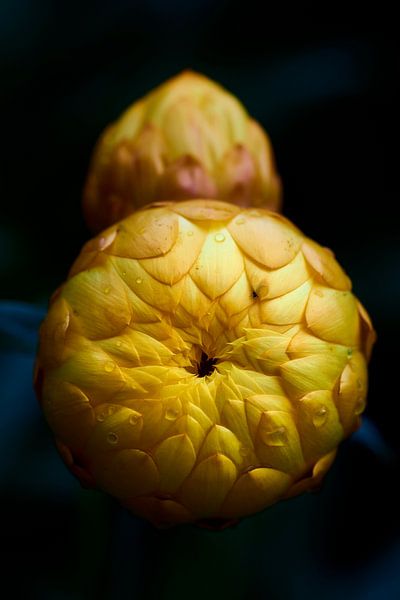 Fleurs de paille fermées par Jenco van Zalk