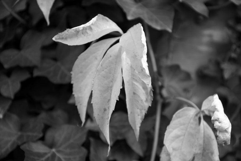 The colours of autumn in different splendours by Bianca Meyering Fotos - BMF