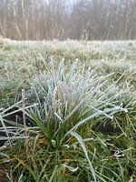 Frozen grass