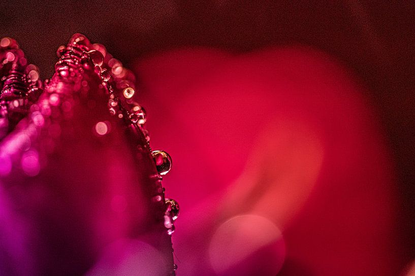 tulip with drops by Tara Kiers