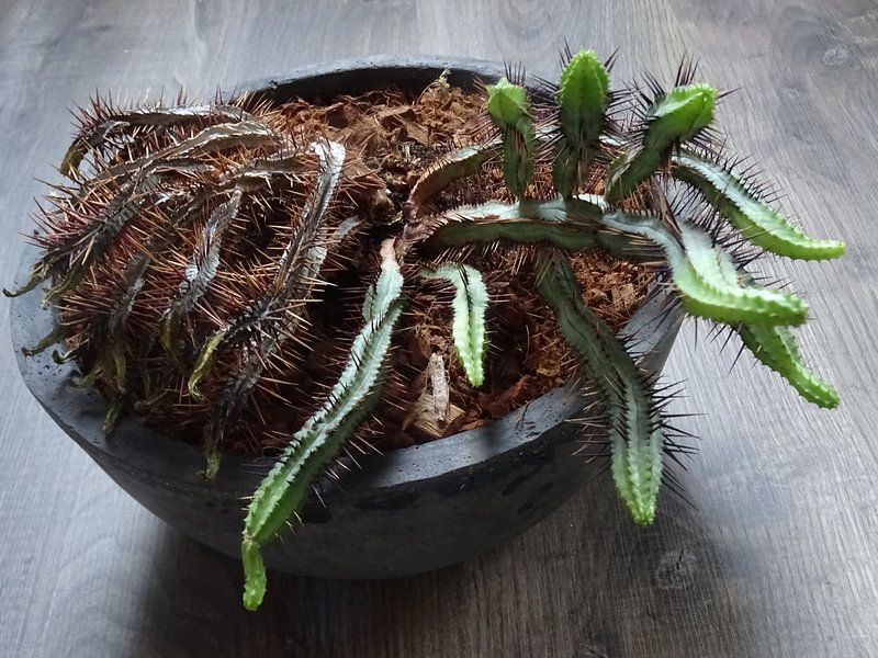 Kamerplant: SciFi Cactus 2-5 von MoArt (Maurice Heuts)