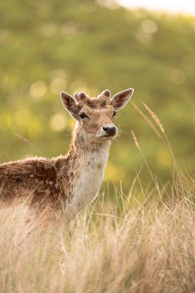 Damhert by Jurre Vonk