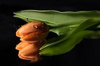 Tropfen auf die Tulpe!