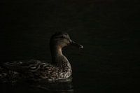 Moody Duck