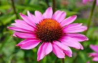 Sun hat - Flowers and plants