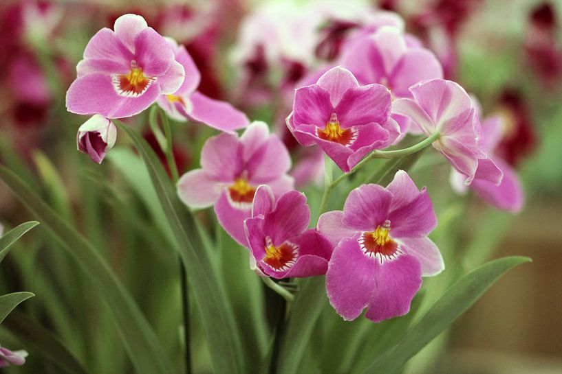 Die violetten Lilien von Cornelis (Cees) Cornelissen