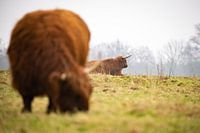 Les Highlanders écossais