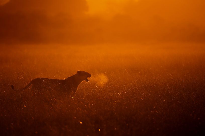 Puff by Mohammed Alnaser