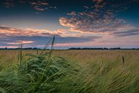 Korenaar bij zonsondergang