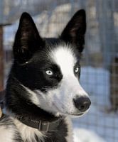 Siberian husky in Norway
