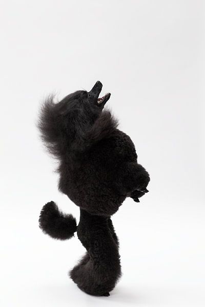 Schwarzer Toypudel von Janine Bekker Photography