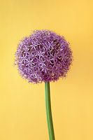 Allium