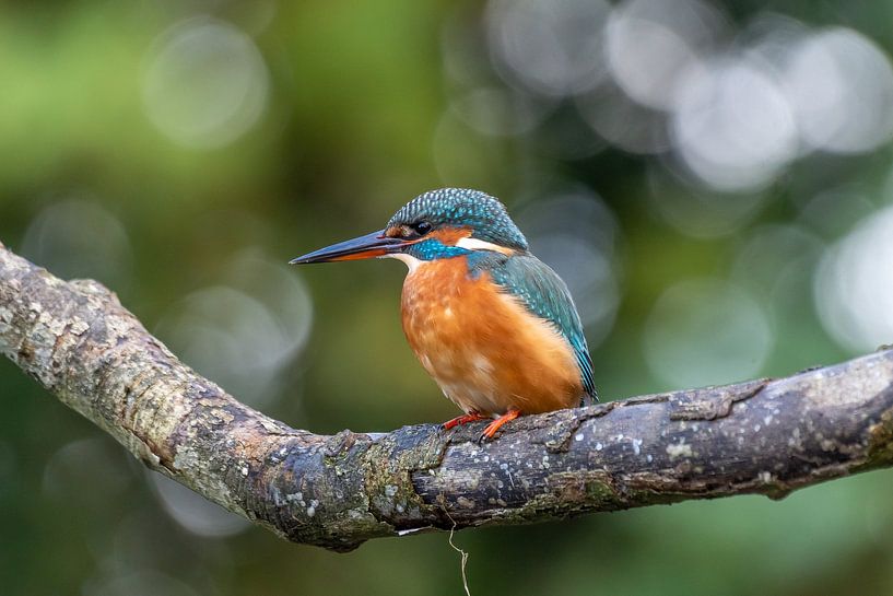 Martin-pêcheur par Martijn van Sabben