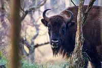 Wisent