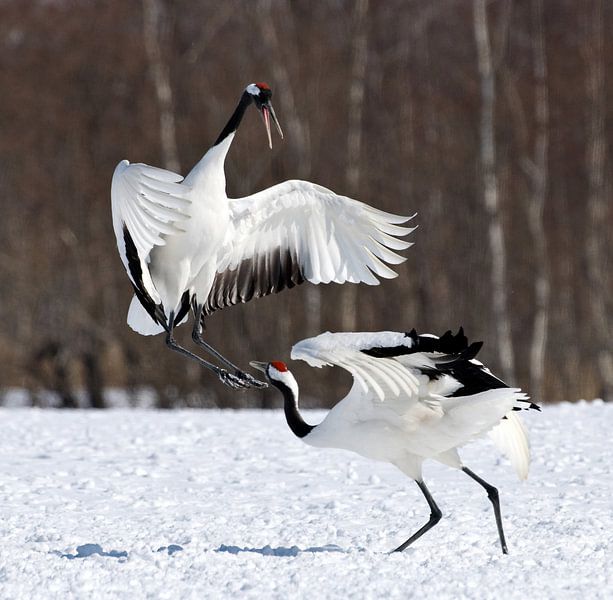 Red-crowned Crane, Chinese Kraanvogel, Grus japonensis von AGAMI Photo Agency