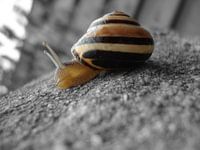 Schnecke -  Farbe / Schwarz  und Weiß